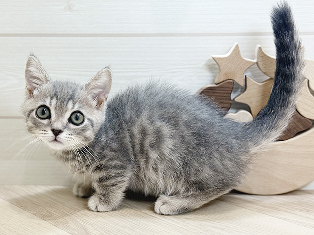 千葉県のマンチカン (ペッツファーストららぽーとTOKYO-BAY店/2025年8月26日生まれ/男の子/ブルータビー)の子猫の1枚目の画像