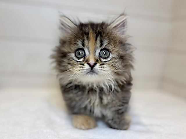 東京都のマンチカン (ペッツファースト麻布十番店/2025年8月28日生まれ/女の子/ブラウンパッチドタビー)の子猫の1枚目の画像