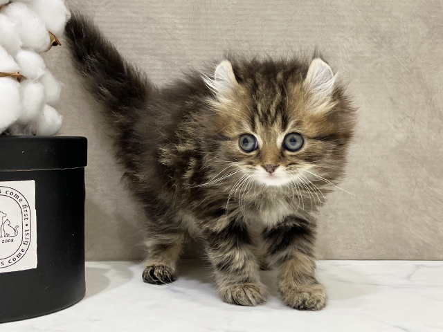 大阪府のアメリカンカール (ペッツファースト茶屋町店/2025年8月25日生まれ/男の子/ブラウンタビー)の子猫