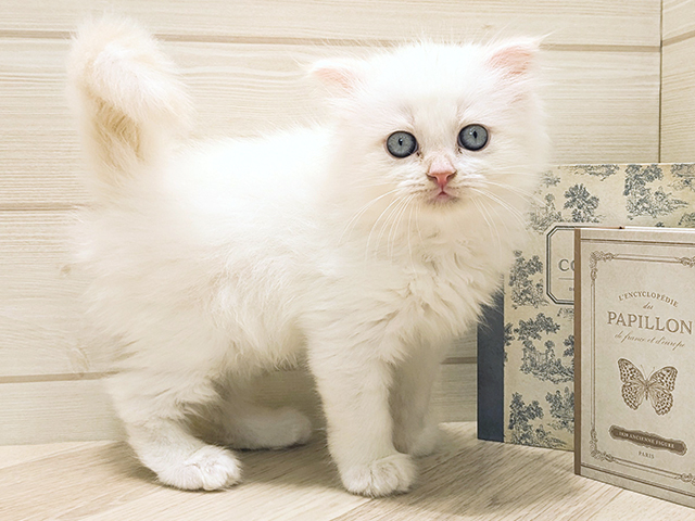 愛知県のスコティッシュフォールド (ペッツファースト岡崎店/2025年8月22日生まれ/男の子/クリームタビーホワイト)の子猫の1枚目の画像