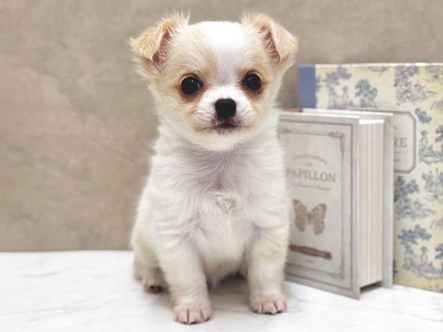 大阪府のチワワ(ロング) (ペッツファースト心斎橋本店/2025年8月28日生まれ/女の子/クリームホワイト)の子犬