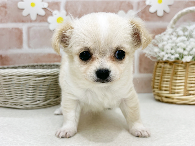 東京都のチワワ(ロング) (ペッツファーストお台場店/2025年8月28日生まれ/女の子/クリームホワイト)の子犬の1枚目の画像