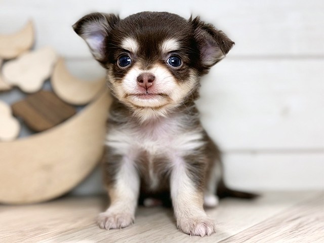 東京都のチワワ(ロング) (ペッツファースト吉祥寺本店/2025年8月28日生まれ/女の子/チョコレートタン)の子犬の1枚目の画像