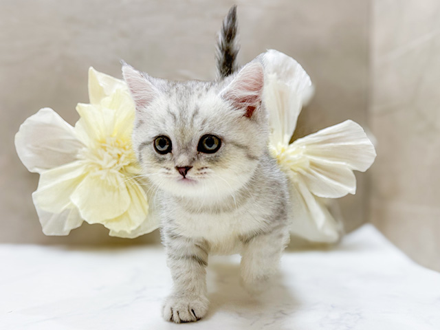 東京都のブリティッシュショートヘアー (ペッツファースト恵比寿店/2025年8月25日生まれ/男の子/シルバータビー)の子猫の1枚目の画像