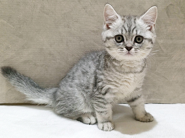 東京都のブリティッシュショートヘアー (ペッツファースト中野店/2025年8月25日生まれ/女の子/シルバータビー)の子猫の1枚目の画像