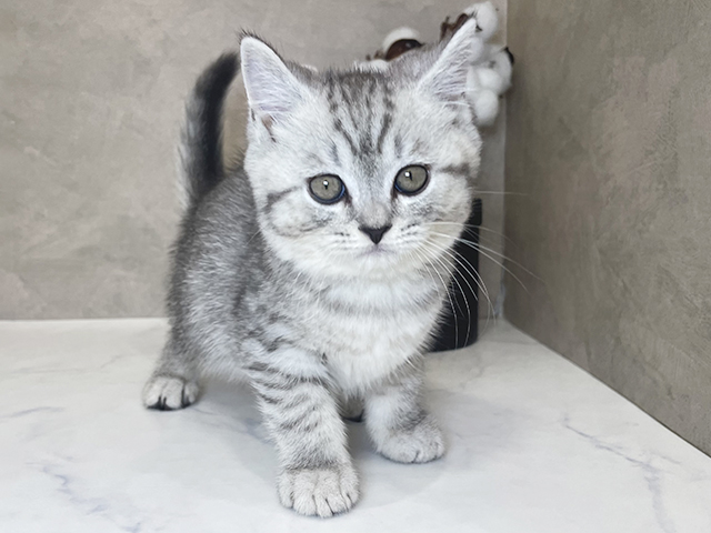 ブリティッシュ