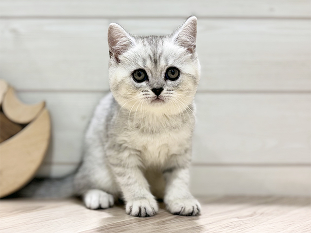 ブリティッシュ