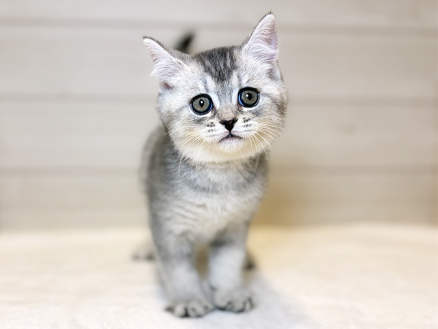 東京都のブリティッシュショートヘアー (ペッツファースト麻布十番店/2025年8月25日生まれ/女の子/シェーデットシルバー)の子猫の1枚目の画像