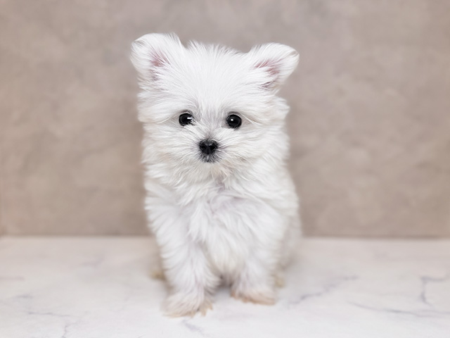 マルチーズミックス