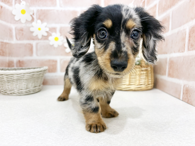 東京都のミニチュアダックスフンド(ロング) (ペッツファーストお台場店/2025年8月18日生まれ/男の子/シルバーダップル)の子犬の1枚目の画像