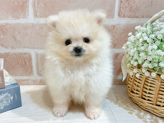 東京都のポメラニアン (ペッツファースト自由が丘店/2025年8月28日生まれ/男の子/クリーム)の子犬の1枚目の画像