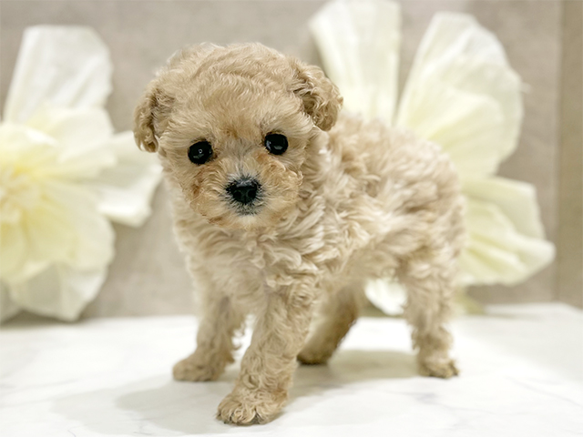 東京都のビションプー(ビションフリーゼ×プードル) (ペッツファースト新宿店/2025年8月28日生まれ/女の子/アプリコット)の子犬の1枚目の画像