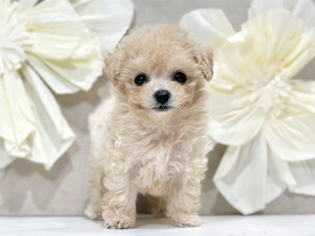 東京都のビションプー(ビションフリーゼ×プードル) (ペッツファースト原宿店/2025年8月28日生まれ/女の子/アプリコット)の子犬の1枚目の画像