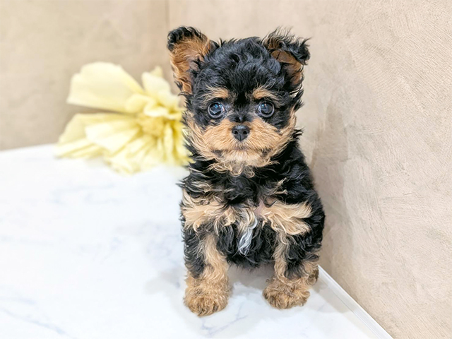 大阪府のチワプー/プーチー(チワワ×プードル) (ペッツファースト難波店/2025年8月28日生まれ/女の子/ブラックタン)の子犬の1枚目の画像