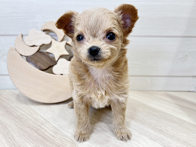 広島県のチワプー/プーチー(チワワ×プードル) (ペッツファースト広島府中店/2025年8月27日生まれ/女の子/アプリコット)の子犬の1枚目の画像