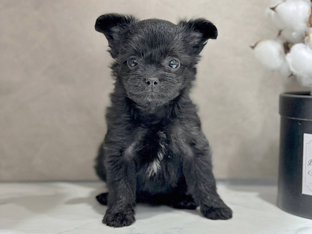 東京都のチワプー/プーチー(チワワ×プードル) (ペッツファースト代官山店/2025年8月27日生まれ/女の子/ブラック)の子犬の1枚目の画像