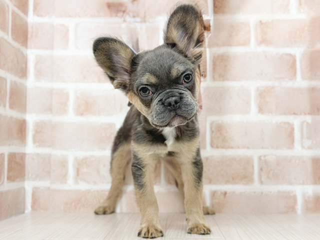 埼玉県のフレンチブルドッグ (ペッツファーストさいたま新都心店/2025年8月28日生まれ/男の子/ブルータン)の子犬の1枚目の画像
