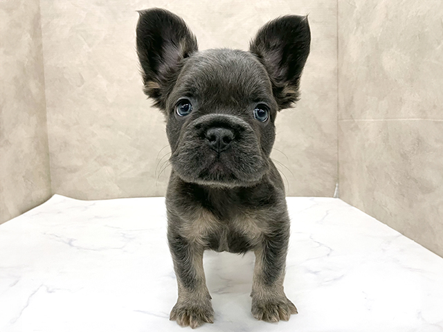 東京都のフレンチブルドッグ (ペッツファースト八王子多摩美大前店/2025年8月28日生まれ/男の子/ブルータン)の子犬の1枚目の画像