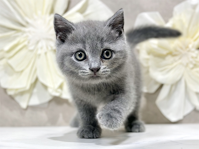 ブリティッシュ(ショートヘア), 性別 男の子, 誕生日 2025/08/28, 毛色 ブルー, 出身 香川県, 店舗 原宿店(東京都), お問い合わせ番号 2561081