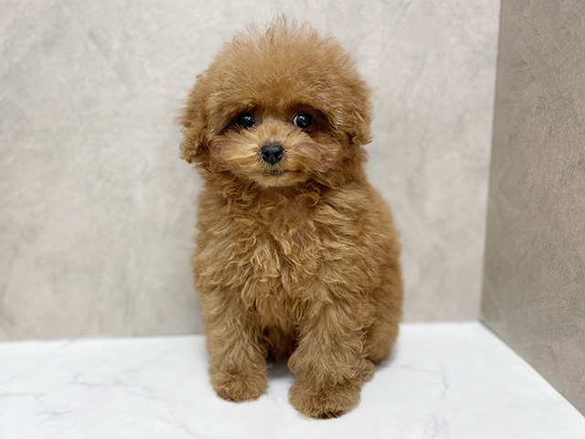 東京都のトイプードル(タイニー) (ペッツファースト池袋店/2025年8月26日生まれ/女の子/レッド)の子犬