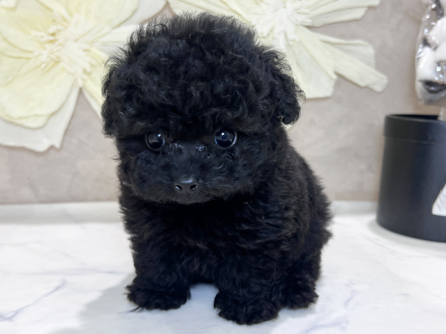 兵庫県のトイプードル(ティーカップ) (ペッツファースト神戸三宮センター街店/2025年8月28日生まれ/女の子/ブラック)の子犬の1枚目の画像