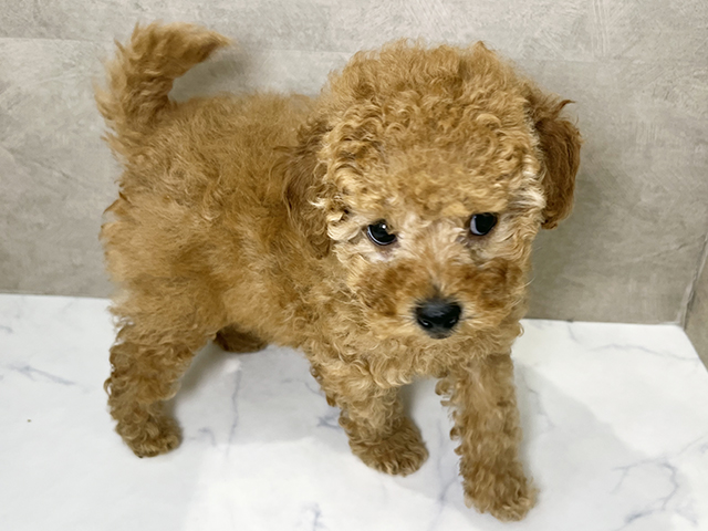 福岡県のトイプードル(トイ) (ペッツファースト福津店/2025年8月28日生まれ/男の子/レッド)の子犬の1枚目の画像