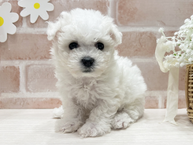 福岡県のボロニーズ (ペッツファースト筑紫野店/2025年8月25日生まれ/男の子/ホワイト)の子犬の1枚目の画像