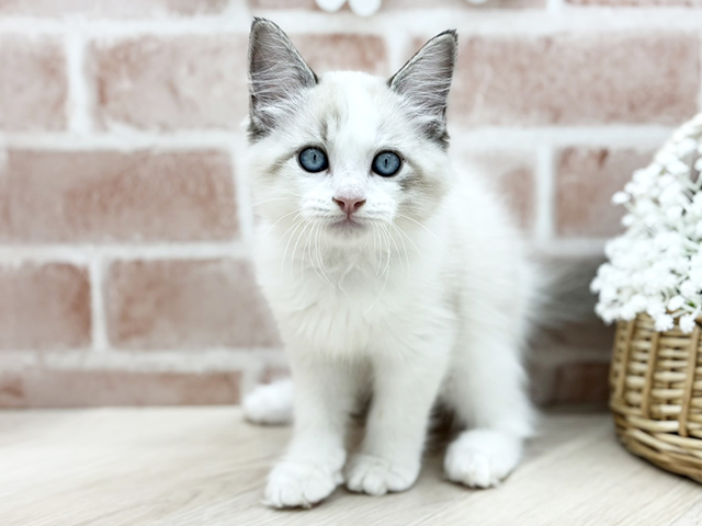 東京都のラグドール (ペッツファースト荻窪店/2025年8月25日生まれ/男の子/シールポイントバイカラー)の子猫の1枚目の画像