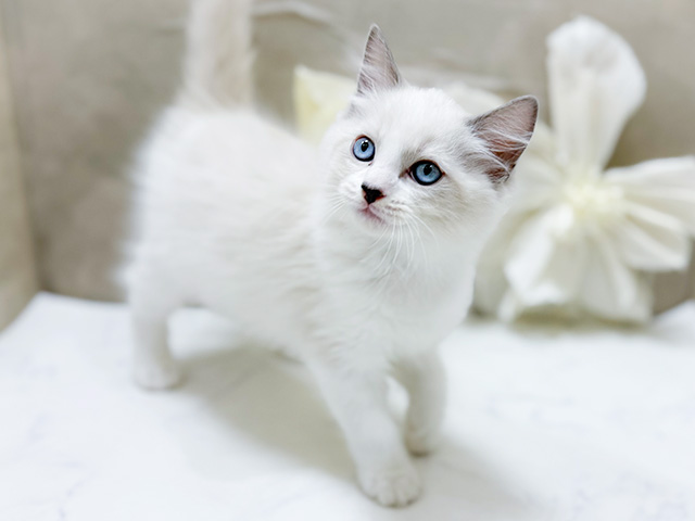 東京都のラグドール (ペッツファースト恵比寿店/2025年8月25日生まれ/男の子/ブルーポイントバイカラー)の子猫の1枚目の画像