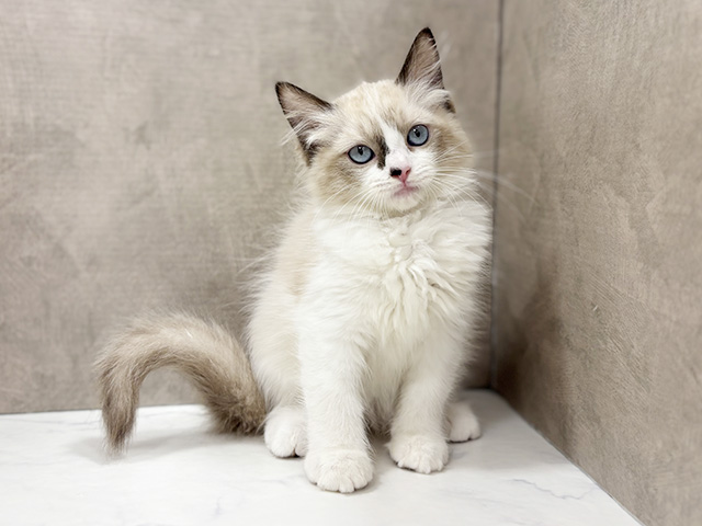 東京都のラグドール (ペッツファースト池袋店/2025年8月25日生まれ/女の子/シールポイントバイカラー)の子猫の1枚目の画像