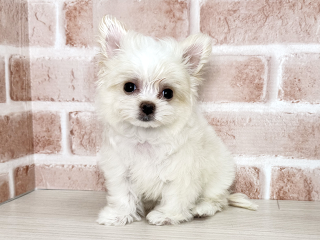 大阪府のチワマル/マルチワ(チワワ×マルチーズ) (ペッツファースト東大阪店/2025年8月18日生まれ/女の子/クリーム)の子犬の1枚目の画像