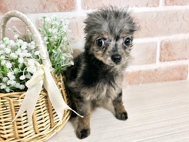 広島県のチワプー/プーチー(チワワ×プードル) (ペッツファースト広島本通店/2025年8月28日生まれ/男の子/ブルーマール)の子犬の1枚目の画像