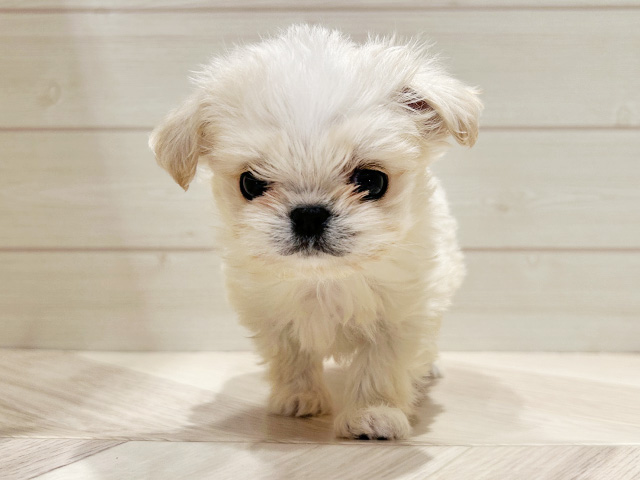 東京都のチワマル/マルチワ(チワワ×マルチーズ) (ペッツファースト豊洲店/2025年8月29日生まれ/男の子/ホワイトクリーム)の子犬の1枚目の画像