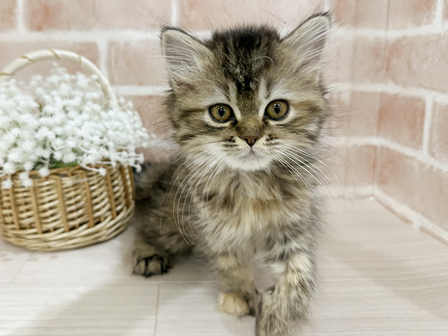 神奈川県のラガマフィン (ペッツファーストfor cats横浜元町店/2025年8月29日生まれ/女の子/ブラウンパッチドタビー)の子猫の1枚目の画像