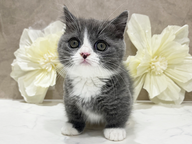 東京都のマンチカン (ペッツファースト新宿店/2025年8月29日生まれ/男の子/ブルーホワイト)の子猫の1枚目の画像