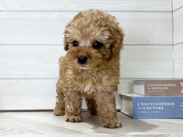 大阪府のトイプードル(タイニー) (ペッツファースト梅田店/2025年8月29日生まれ/男の子/アプリコット)の子犬