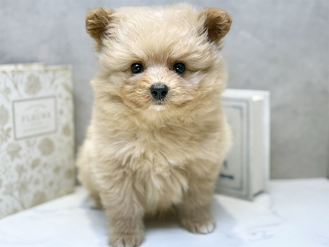 埼玉県のポメプー(ポメラニアン×プードル) (ペッツファースト川口店/2025年8月28日生まれ/男の子/クリーム)の子犬の1枚目の画像