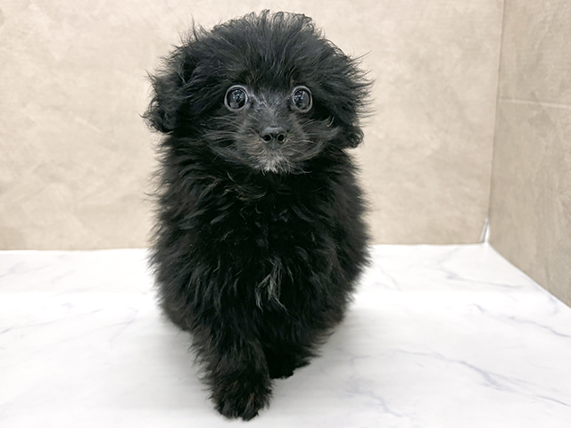 東京都のポメプー(ポメラニアン×プードル) (ペッツファースト八王子多摩美大前店/2025年8月28日生まれ/男の子/ブリンドル)の子犬