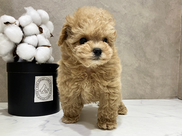 大阪府のトイプードル(ティーカップ) (ペッツファースト茶屋町店/2025年8月29日生まれ/男の子/アプリコット)の子犬の1枚目の画像