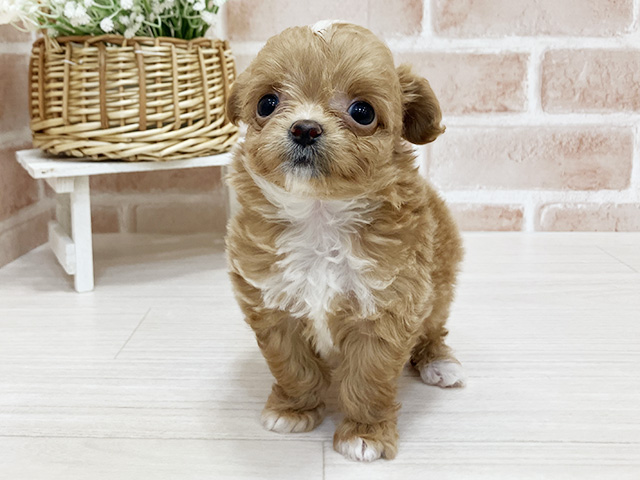 奈良県のチワプー/プーチー(チワワ×プードル) (ペッツファースト奈良登美ヶ丘店/2025年8月29日生まれ/女の子/アプリコット)の子犬の1枚目の画像