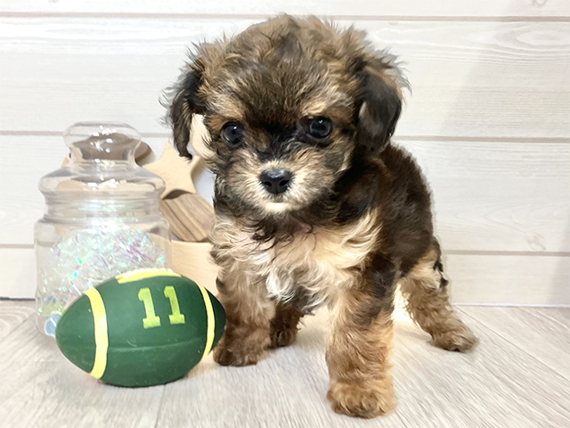 愛知県のチワプー/プーチー(チワワ×プードル) (ペッツファースト大高店/2025年8月29日生まれ/女の子/レッドセーブルホワイト)の子犬の1枚目の画像