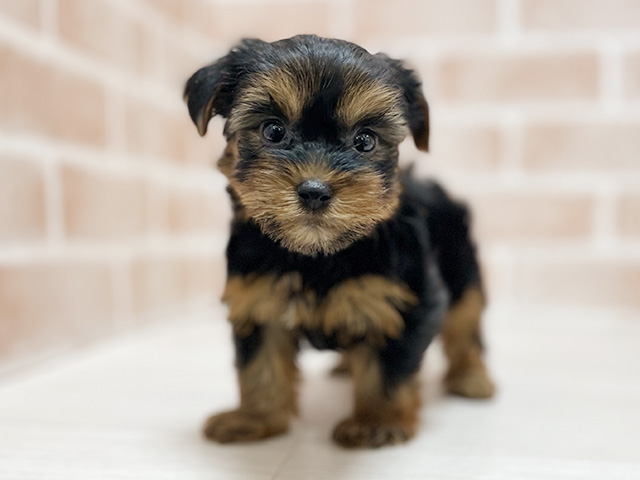 大阪府のヨークシャーテリア (ペッツファースト高槻店/2025年8月27日生まれ/男の子/スチールブルータン)の子犬の1枚目の画像