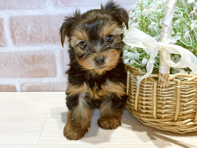 ヨークシャーテリア