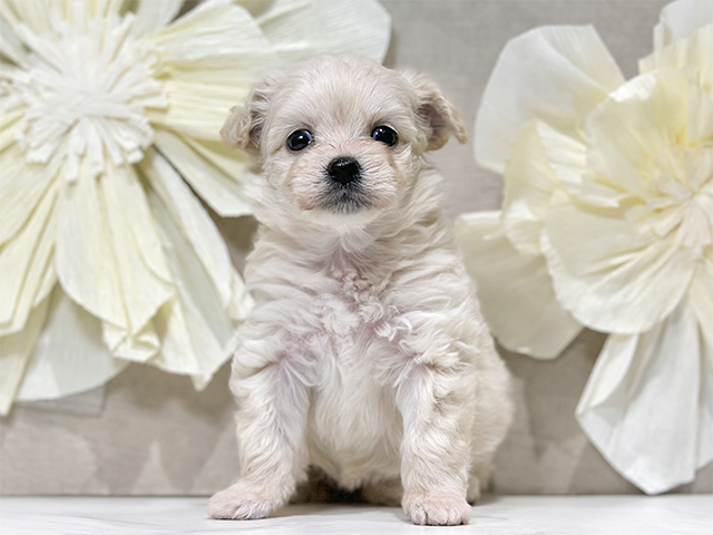 東京都のチワプー/プーチー(チワワ×プードル) (ペッツファースト原宿店/2025年8月29日生まれ/女の子/クリーム)の子犬の1枚目の画像