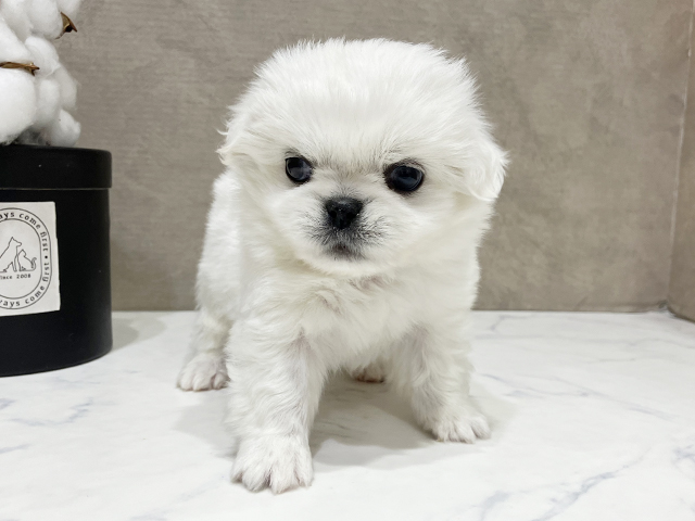 大阪府のチワペキ/ペキチー/ペキチワ(チワワ×ペキニーズ) (ペッツファースト茶屋町店/2025年8月28日生まれ/男の子/ホワイト)の子犬の1枚目の画像