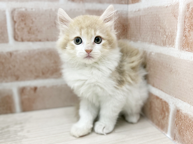 大阪府のノルウェージャンフォレストキャット (ペッツファースト茨木店/2025年8月29日生まれ/女の子/クリームタビーホワイト)の子猫