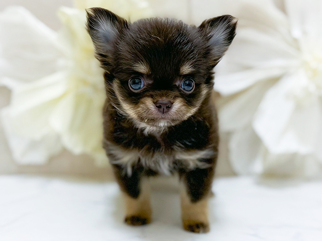 静岡県のチワワ(ロング) (ペッツファースト富士宮店/2025年8月30日生まれ/男の子/チョコレートタン)の子犬