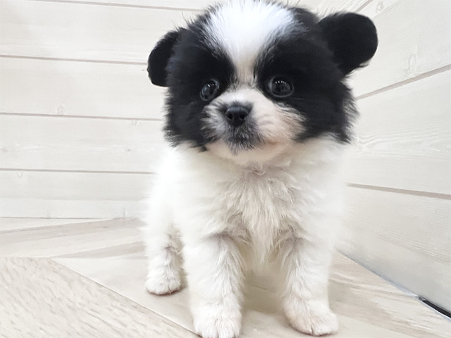 福岡県のペキポメ/ポメペキ(ペキニーズ×ポメラニアン) (ペッツファースト福岡天神店(c)/2025年8月29日生まれ/男の子/ホワイトブラック)の子犬の1枚目の画像