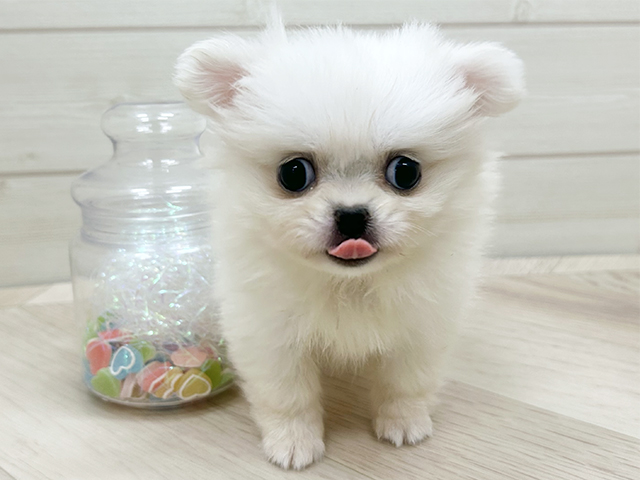 大阪府のペキポメ/ポメペキ(ペキニーズ×ポメラニアン) (ペッツファーストららぽーと門真店/2025年8月29日生まれ/女の子/クリーム)の子犬の1枚目の画像