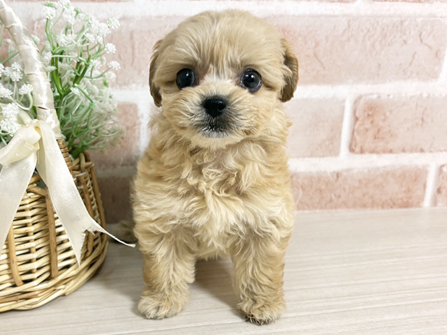 広島県のペキプー(ペキニーズ×プードル) (ペッツファースト広島本通店/2025年8月30日生まれ/女の子/アプリコット)の子犬の1枚目の画像